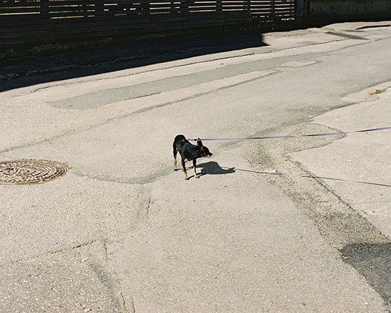 LATVIAN DOG © Gregoire Grange