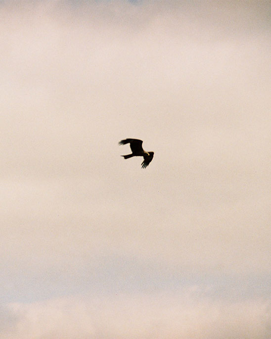 RAPACE © Gregoire Grange