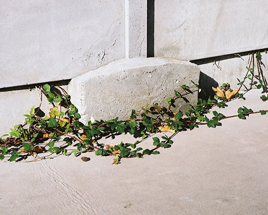 STREET PLANTS © Gregoire Grange